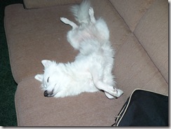 Lugg Nutt sleeping (2)