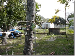 Coco on her tree stand