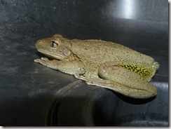 a frog in Trump's sink