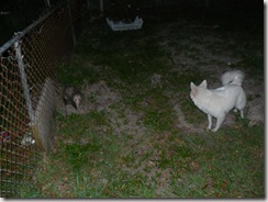 pousom in the yard (15)