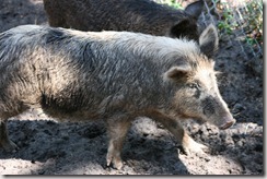 Michael Trump's whild hogs