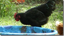 Rex the Jersey Giant.