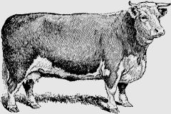 beefcow_12092_md